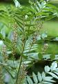 Zoethoutplant